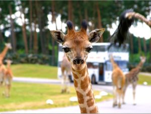 Für die ganze Familie: Gewinnt einen Tag im Serengeti Park Hodenhagen