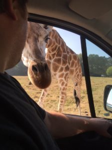 Leser-Ausflug in den Serengeti-Park Hodenhagen: „Warum unser Sohn jetzt nur noch von knutschenden Giraffen erzählt“