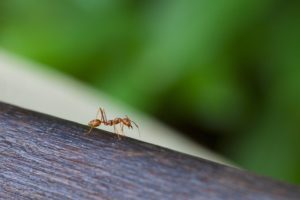 Leserfrage: Mein Sohn schadet absichtlich Tieren