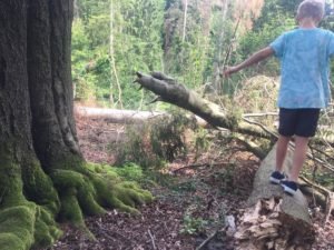 Ein Ausflug in den Wald! So baut ihr einen eigenen Barfuß-Parcours oder ein Wind- und Wasserrad aus FruchtZwerge BIO-Bechern