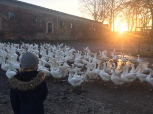 Familienparadies Gut Boltenhof – so war unser Ausflug nach Brandenburg