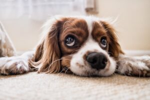 Das Kind will ein Haustier! Checkliste: Seid ihr bereit für den Familienhund?