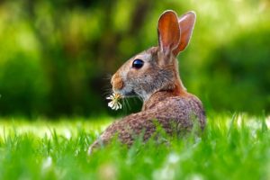 FROHE OSTERN und ein wunderschönes Familienfest euch