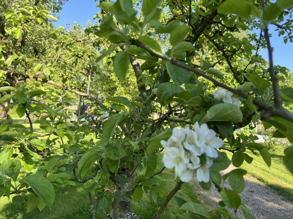 Kinder für den Garten begeistern