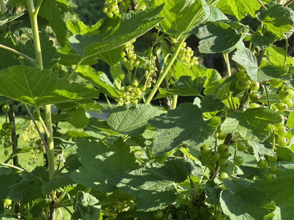 Kinder für den Garten begeistern