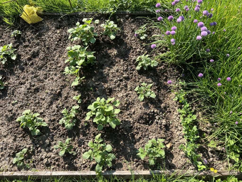 Kinder für den Garten begeistern