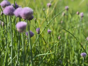 Kinder für den Garten begeistern? 10 gute Ideen