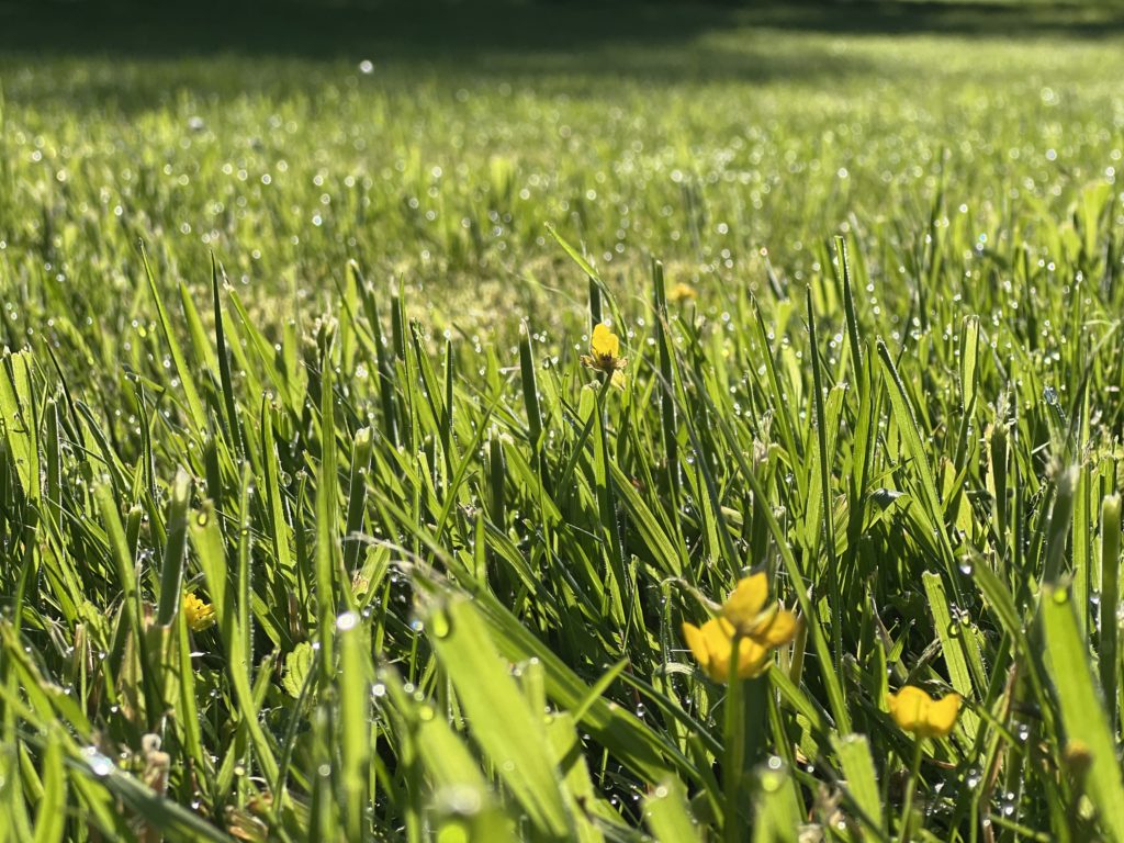 Kinder für den Garten begeistern