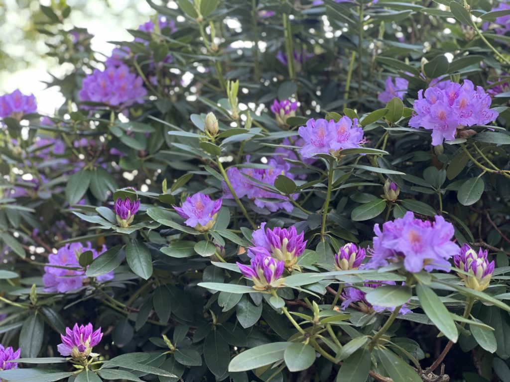 Kinder für den Garten begeistern